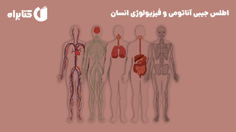 معرفی و دانلود کتاب اطلس جیبی آناتومی و فیزیولوژی انسان